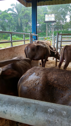 Kompleks Abatoir Temerloh, Jabatan Perkhidmatan Veterinar Kompleks Abatoir Temerloh, Jabatan Perkhidmatan Veterinar