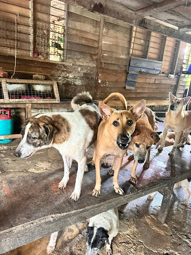 4PAWS Penang Animal Welfare Society 4PAWS Penang Animal Welfare Society