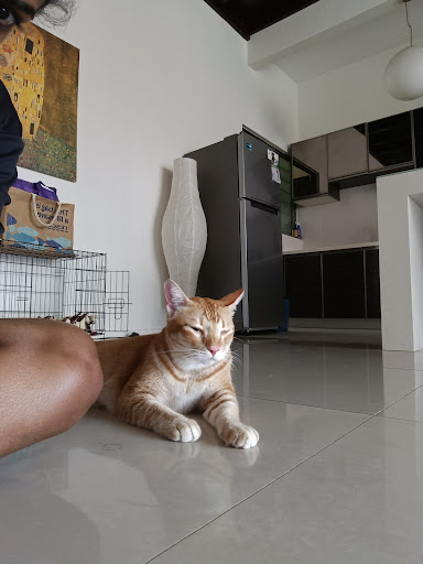 TinyPaws Cat Residence