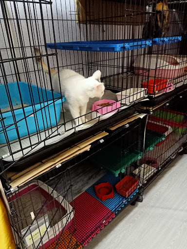 BIbenboy tadicat petshop BIbenboy tadicat petshop