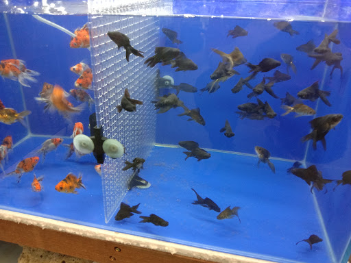 Rio Pets Store