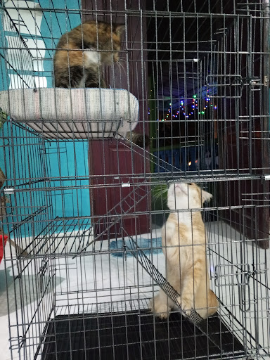 Kucing Kampung House