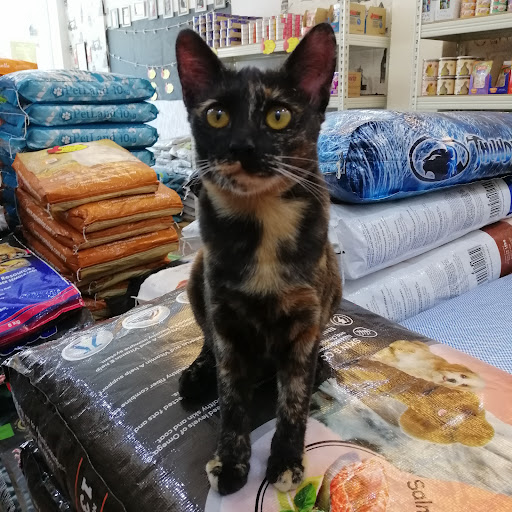 Meowky House