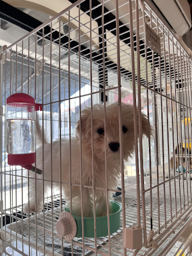 JC Puppy House Penang