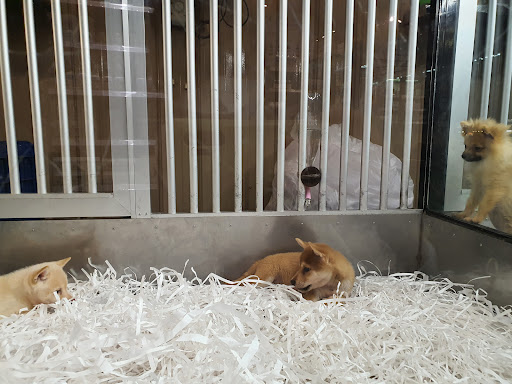 Chew Thean Yeang Aquatic & Pet
