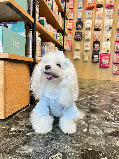 Fluffy Dogs R Us Fluffy Dogs R Us