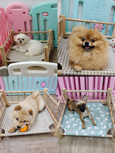 Dog’s Papa & Cat’s Mama Pet Store Dog’s Papa & Cat’s Mama Pet Store