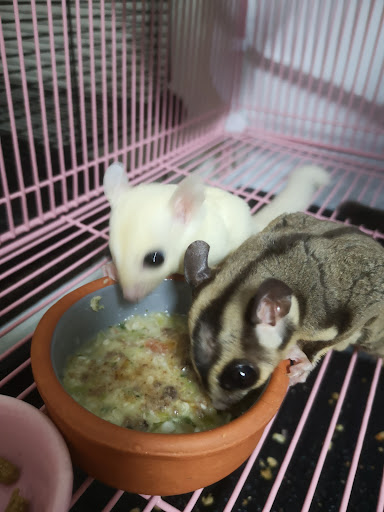 Honey BearZ Pet Empire