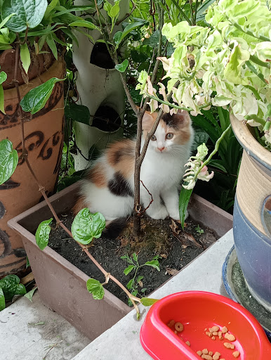 Rastra Meow Rescue