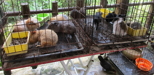 Saanen Dairy Goat Farm