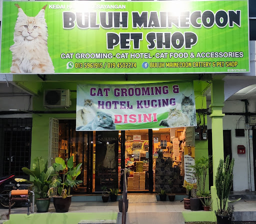 Buluh Mainecoon Petshop Buluh Mainecoon Petshop