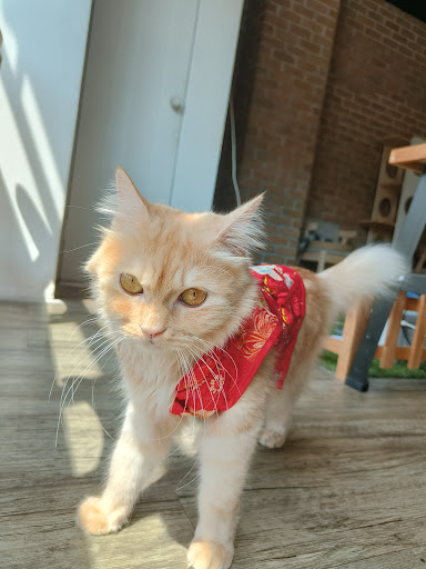 AiBei Pet Ipoh