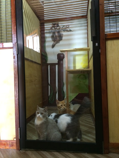 Taiping Cat House Taiping Cat House