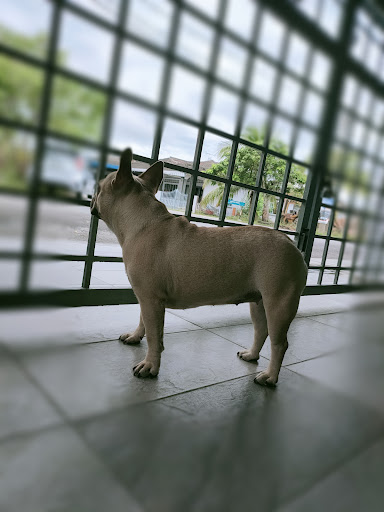 Top Pet Station Teluk Intan Top Pet Station Teluk Intan