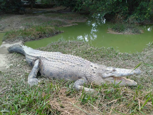 Taman Ular Perlis