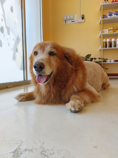 FRIENDLY PETS ANIMAL CLINIC AND SURGERY FRIENDLY PETS ANIMAL CLINIC AND SURGERY