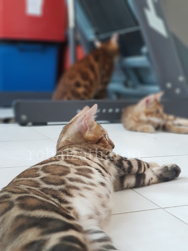 Rohaizatharon Bengal Cat no 47 kg padang air masin Rohaizatharon Bengal Cat no 47 kg padang air masin