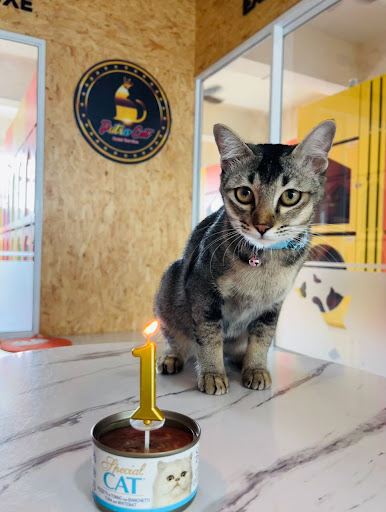 Putra Cat Hotel Service Miri Putra Cat Hotel Service Miri