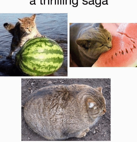 Fatto Catto 1 fatto catto