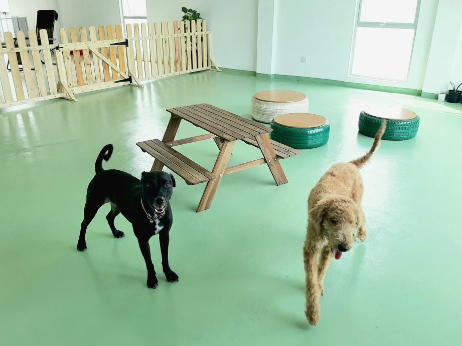 Furbibi Pet Boarding and Day Care 1 furbibi pet boarding and day care
