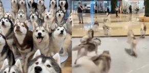 HahaHusky 1 hahahusky