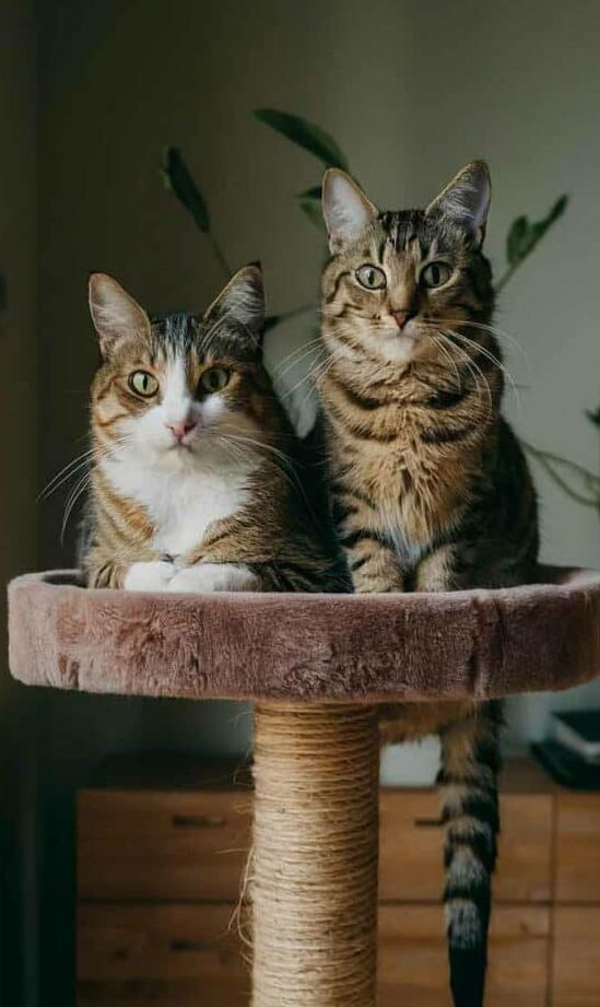 Happy Cat House 1 happy cat house