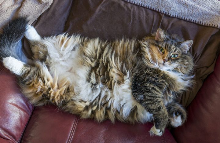 Happy Fat Cat 1 happy fat cat