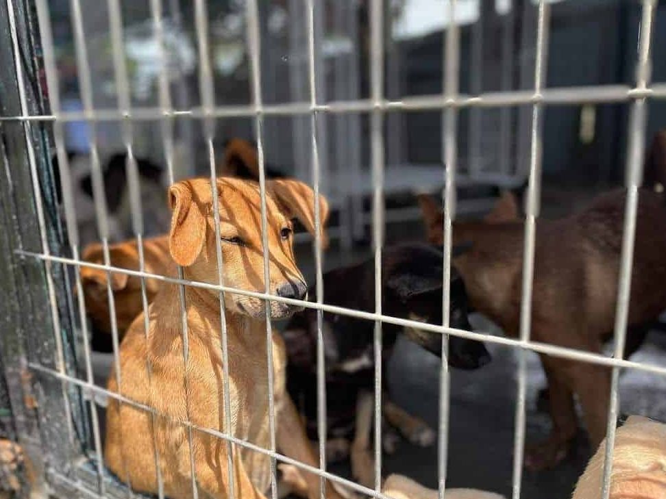 help our strays programme in melaka