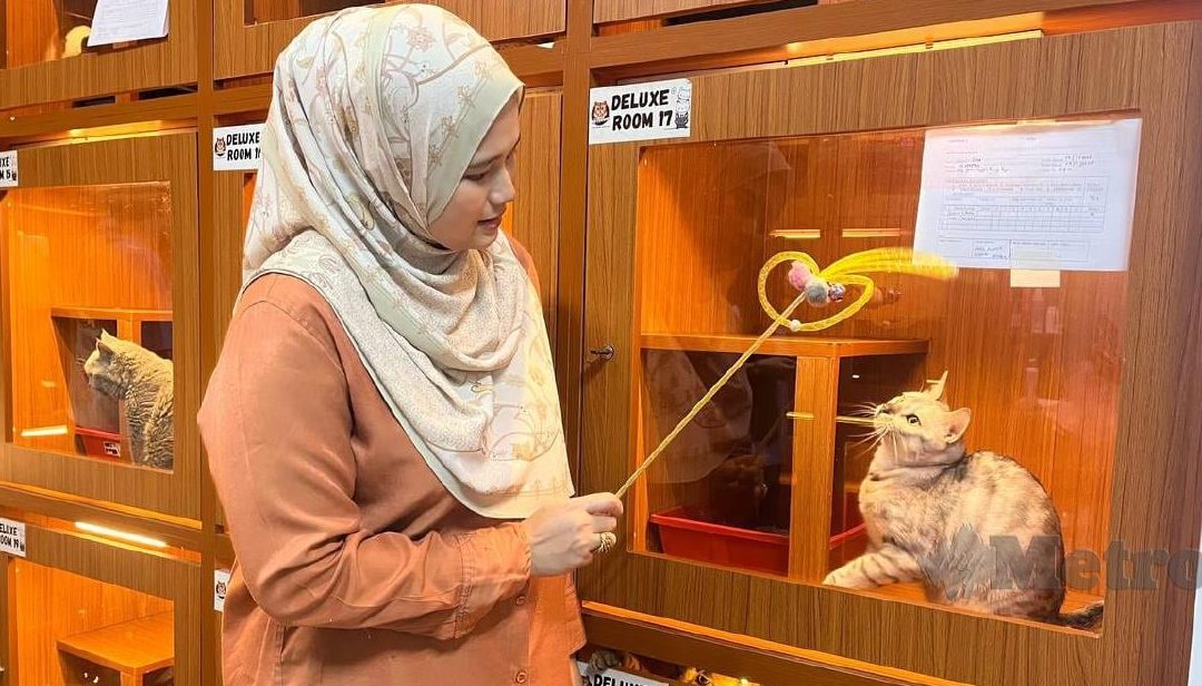 Hotel kucing 1 hotel kucing