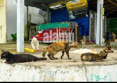 House Of Cat Tanjung Bungah 1 house of cat tanjung bungah