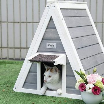 House of Cat 1 house of cat