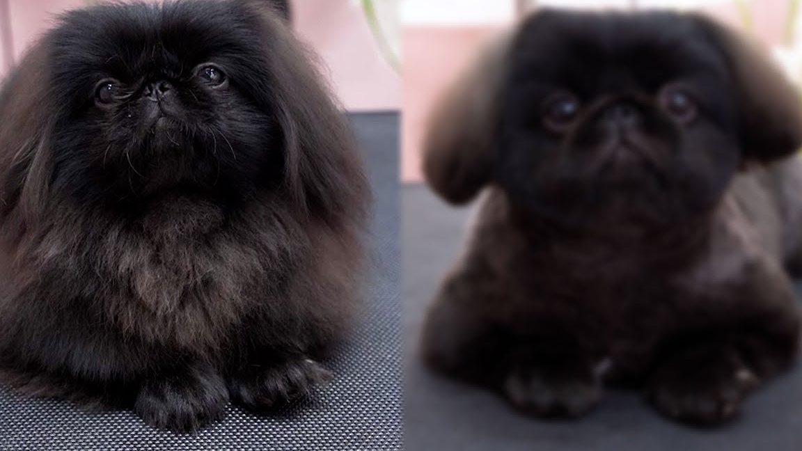 HOUSE OF FURKIDS 小王子宠物美容 1 house of furkids e5b08fe78e8be5ad90e5aea0e789a9e7be8ee5aeb9