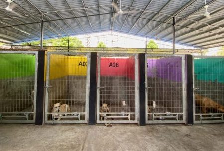 iapwa penang dog kennel