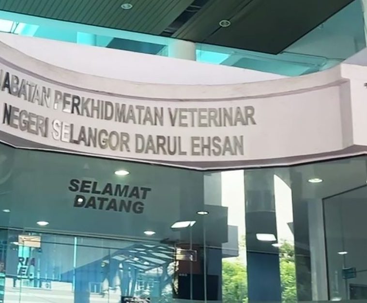 jabatan perkhidmatan veterinar klinik