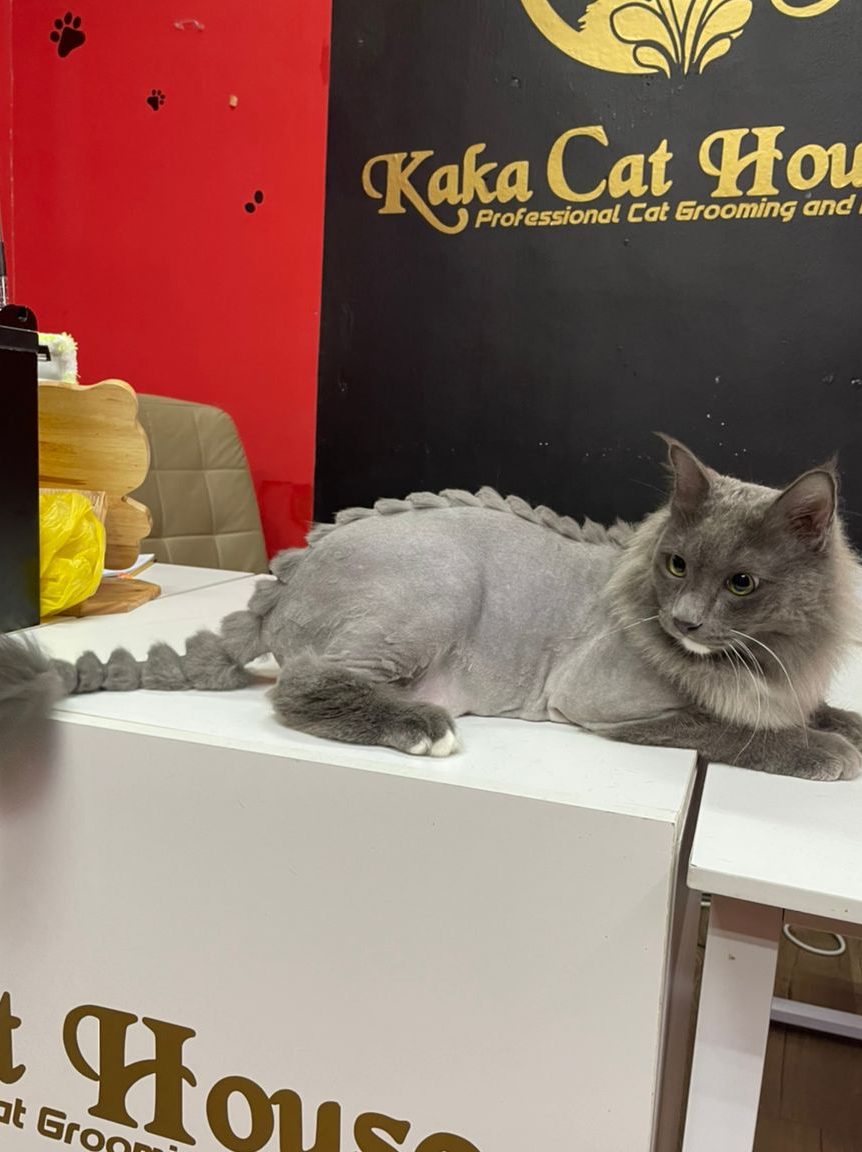 kaka cat house