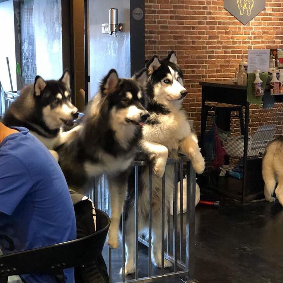 kedai haiwan peliharaan terbaik untuk penjagaan pet adoption di kampung batu feringgi