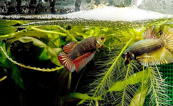 Keindahan Aquatik - Bekal Ikan Laga 1 keindahan aquatik bekal ikan laga