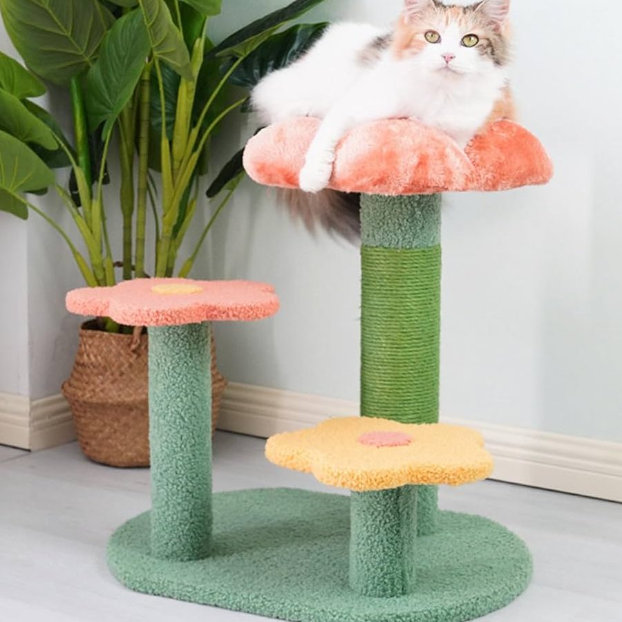 Kitty Cat Pet Centre 1 kitty cat pet centre