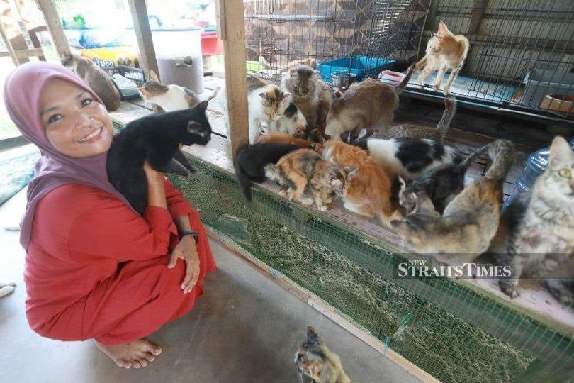 Kuantan Animal Rescue & Education 1 kuantan animal rescue education