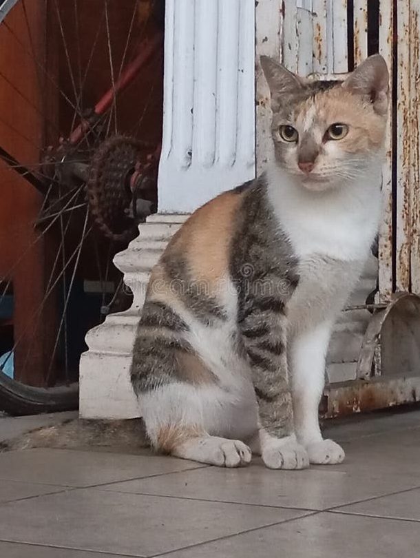 kucing kampung house