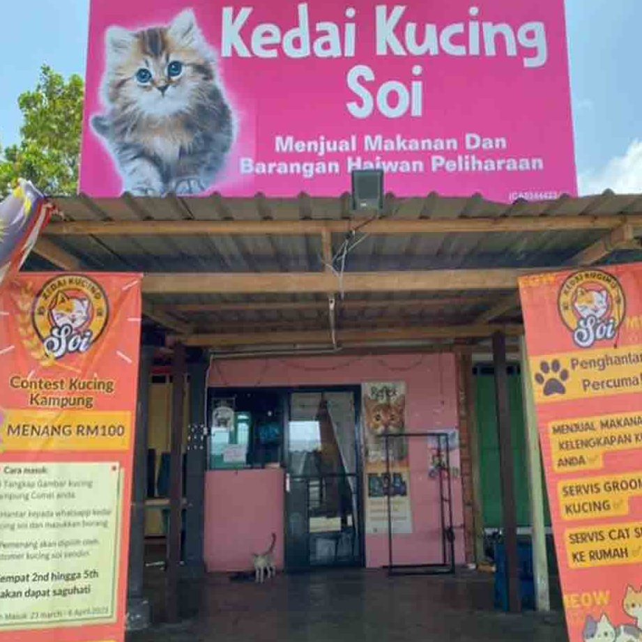 Kucing Kampung Pets Shop 1 kucing kampung pets shop