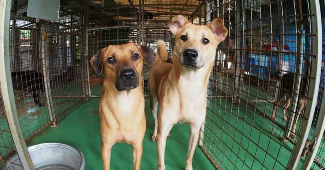Madam Wong's Shelter and Friends 1 madam wongs shelter and friends