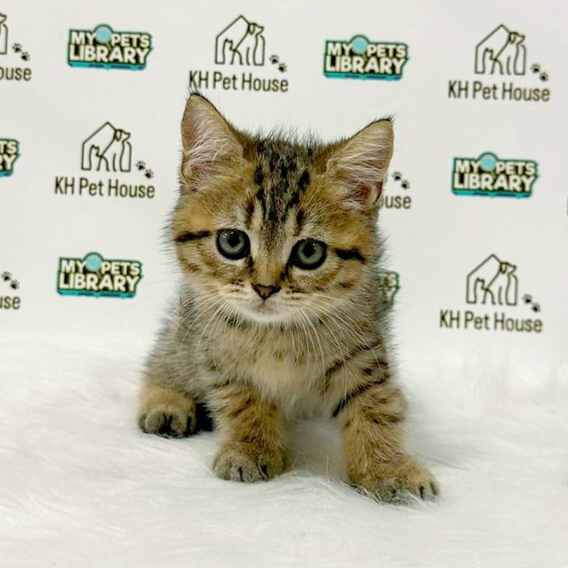 New Kitten For Sale Malaysia 1 new kitten for sale malaysia