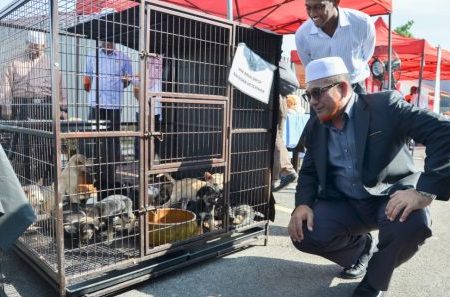 Paun Anjing MBSP 1 paun anjing mbsp