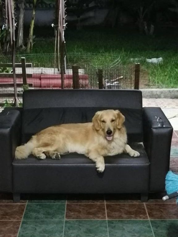 paw station pet services