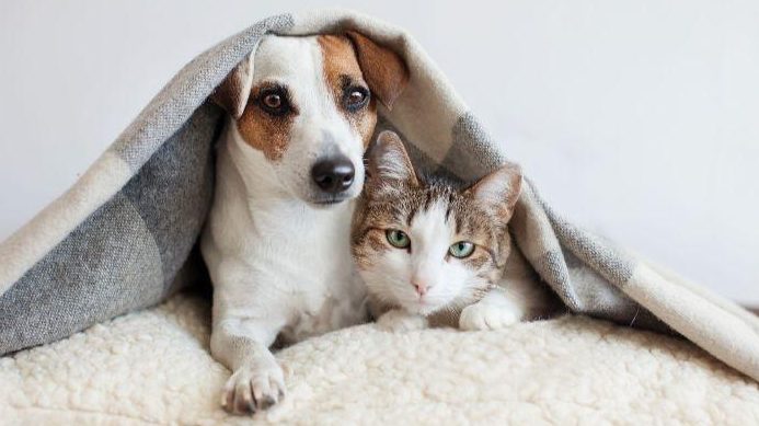 pelaburan haiwan peliharaan terbaik di putrajaya