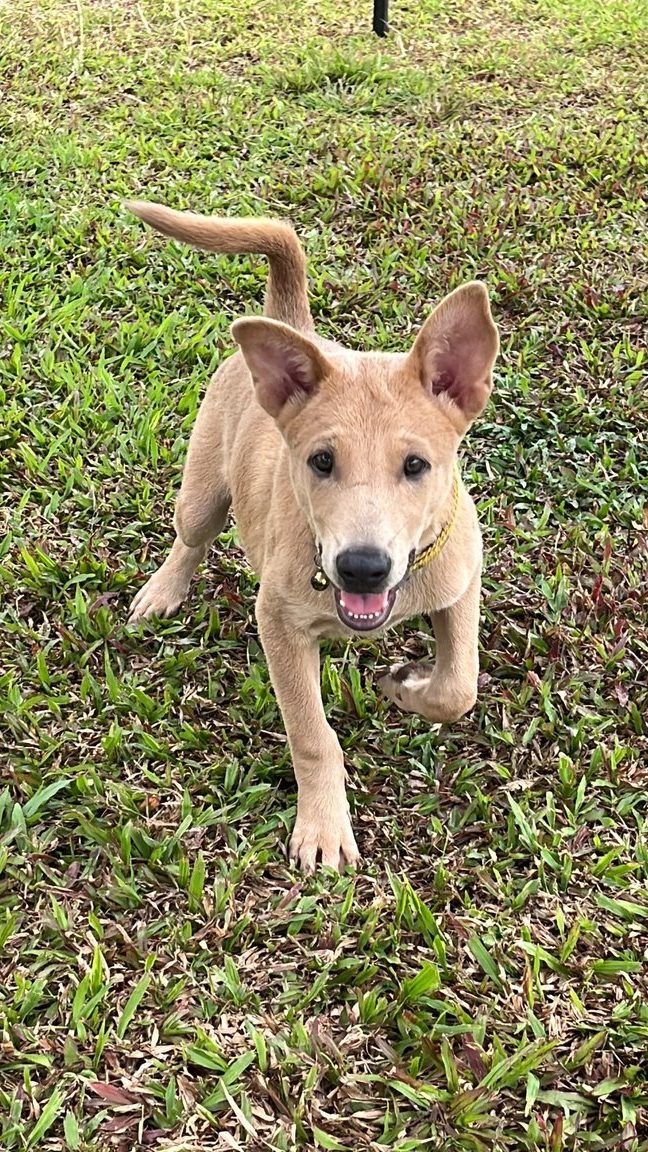 Pelbagai Pilihan Terbaik untuk Pet Adoption en Kuala Kedah 1 pelbagai pilihan terbaik untuk pet adoption en kuala kedah