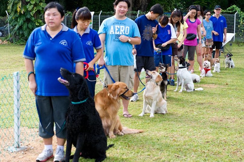 penang dog agility association
