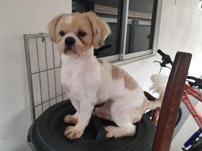 penyelenggaraan haiwan peliharaan terbaik di bukit rambai