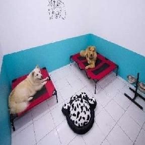 Perkhidmatan Angkat Kucing dan Anjing Terbaik di Marudi 1 perkhidmatan angkat kucing dan anjing terbaik di marudi